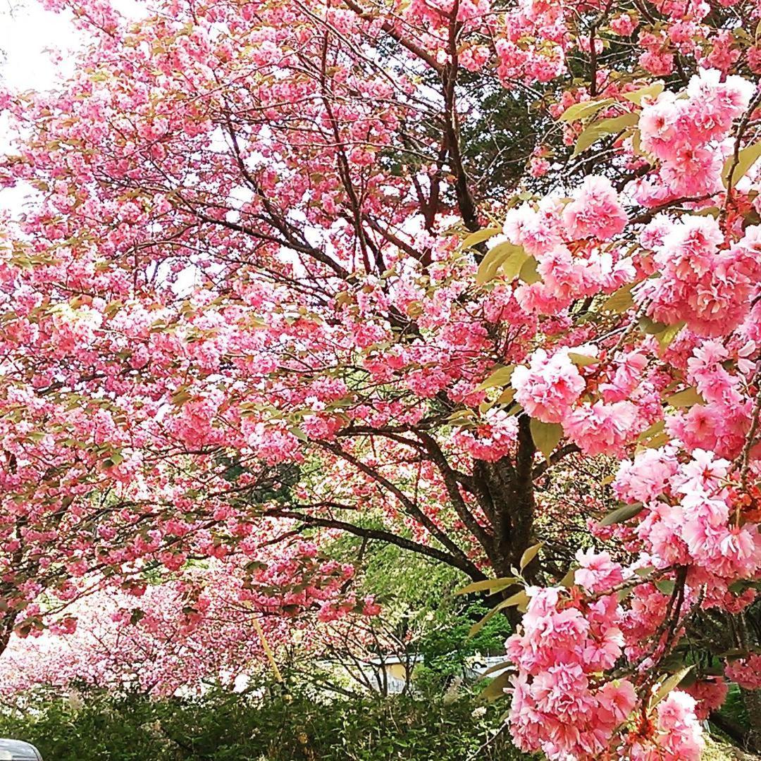 四万温泉 あやめや旅館 中之条町 エクステリア 写真